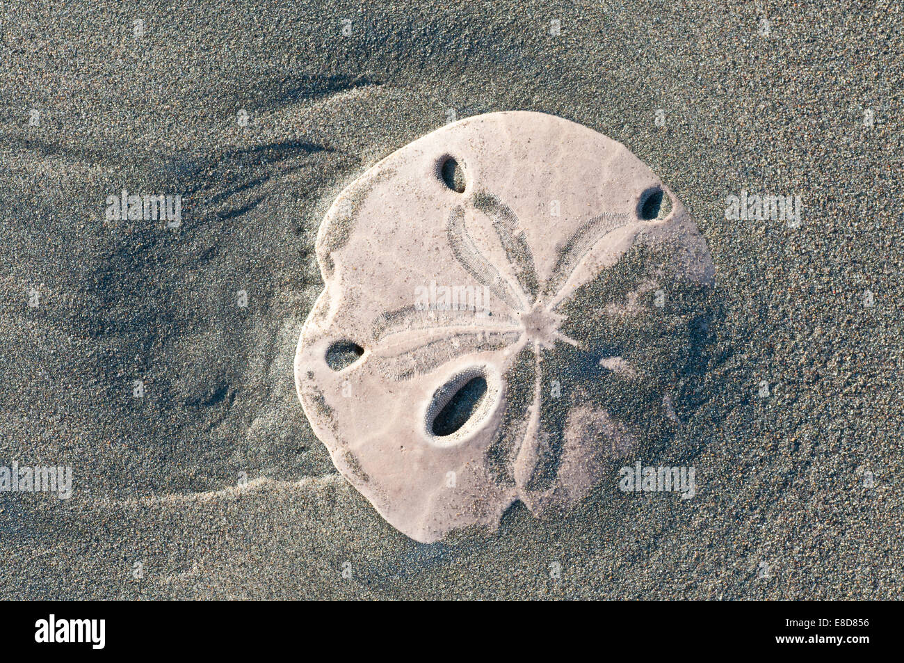 Sand dollar test hi-res stock photography and images - Alamy