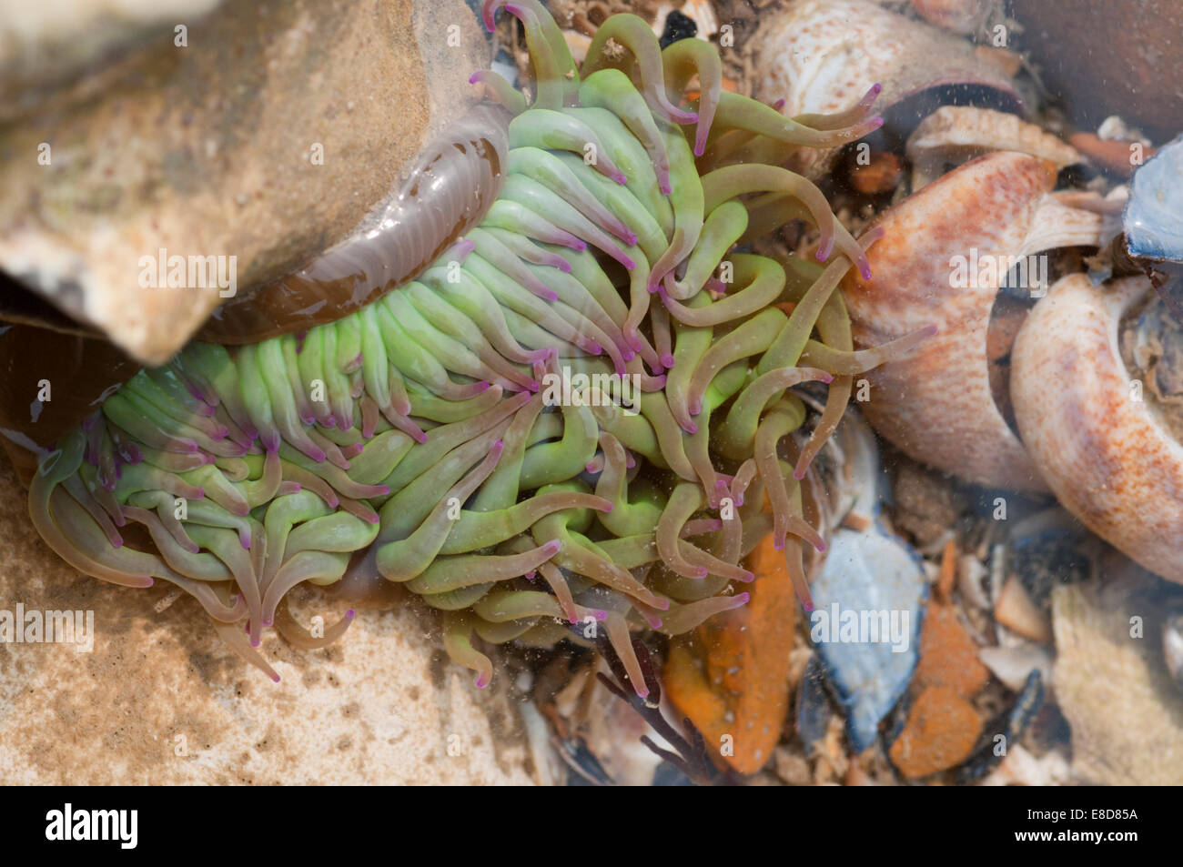 A group of Snakelocks Anemones in a rock pool in Hastings, East Sussex Stock Photo
