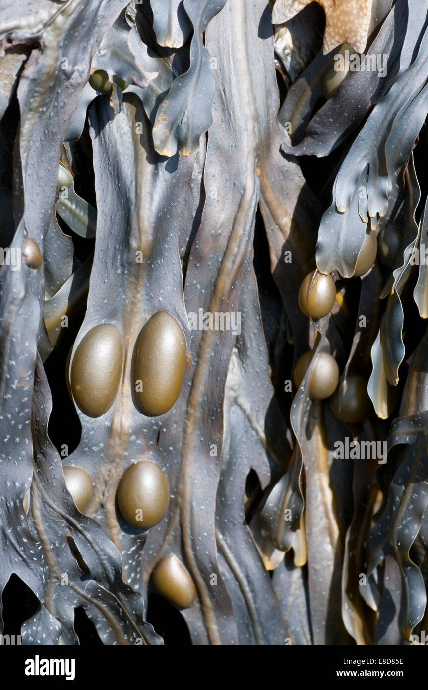 Close up of the brown seaweed Bladder Wrack showing the bladders Stock Photo