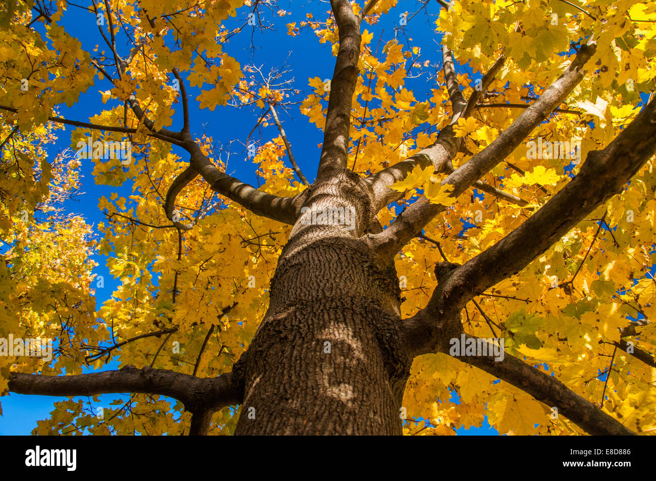 Yellow autumn leaves on a tree Stock Photo - Alamy