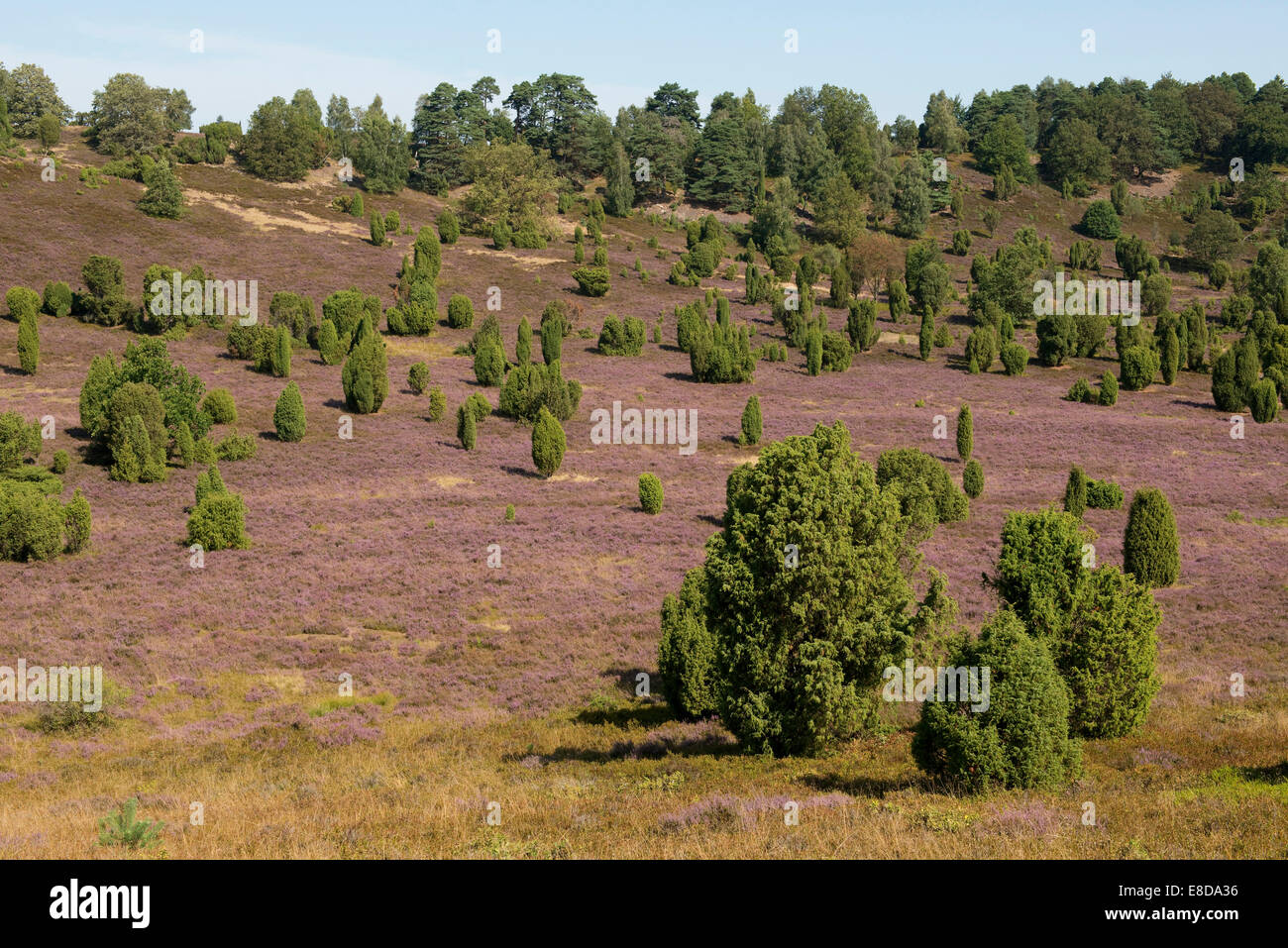 Heather (Calluna vulgaris), flowering, and Common Juniper (Juniperus communis), Totengrund Valley, Wilsede Stock Photo