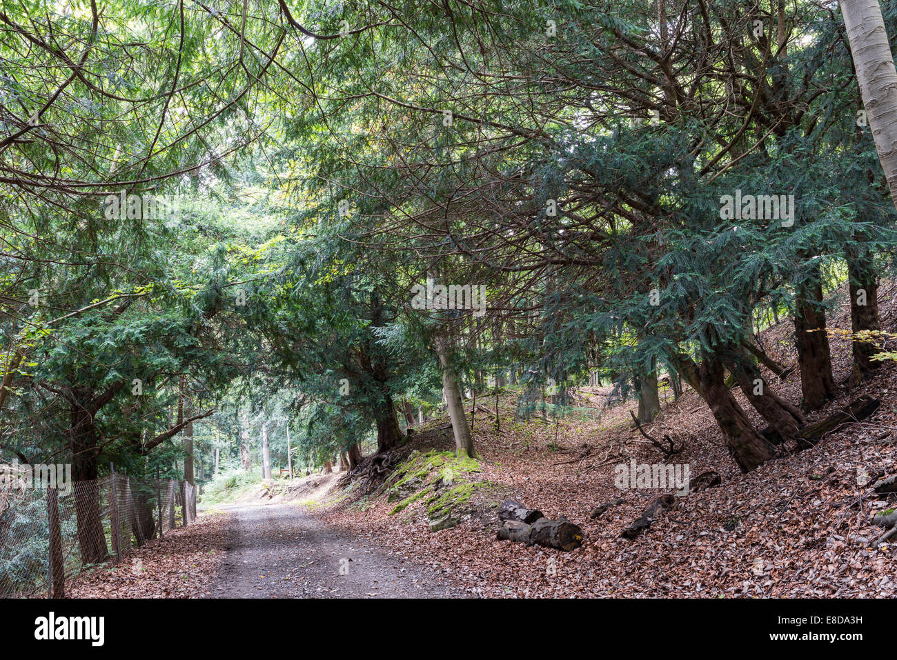 Ibengarten nature reserve, Common yew (Taxus baccata), Biosphere Reserve Rhön, Dermbach, Thuringia, Germany Stock Photo