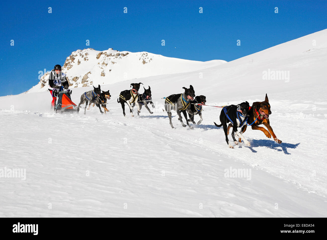 Alpine Trail Sled Dog Race 2012, Eurohounds, above Lü, Val Müstair, Engadin, Switzerland Stock