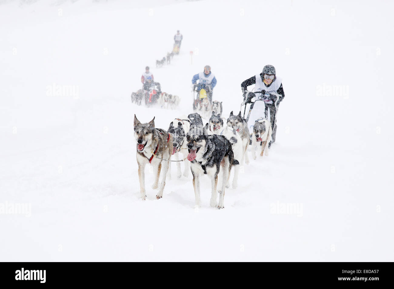 Alpine Trail Sled Dog Race 2013, Prato Piazza alpine meadow, Fanes-Sennes-Prags Nature Park, Prags, Dolomites, Alto Adige, Italy Stock Photo