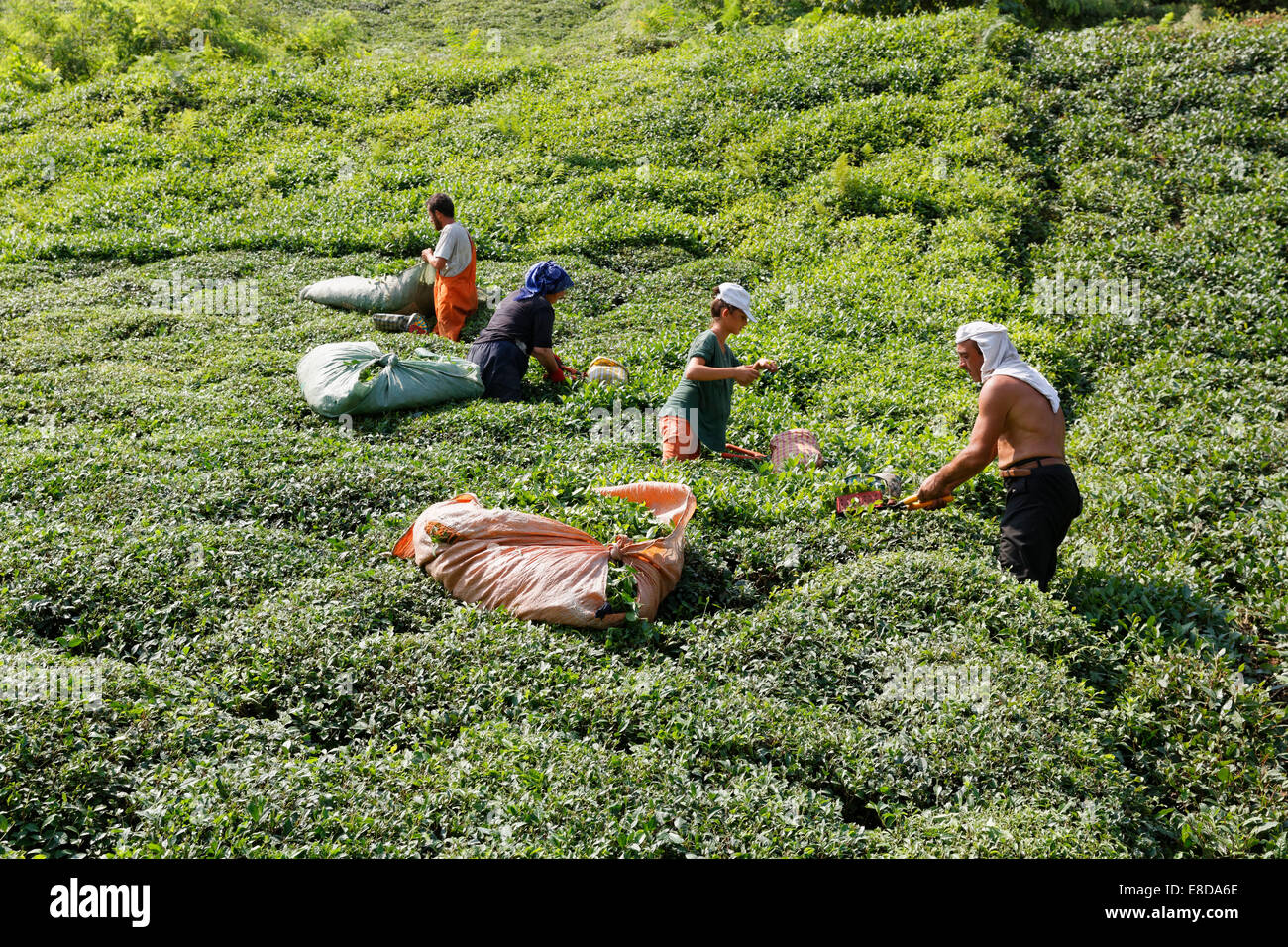Tea pickers in tea plantation, Ardeşen, Rize Province, Pontic Mountains, Black Sea Region, Turkey Stock Photo