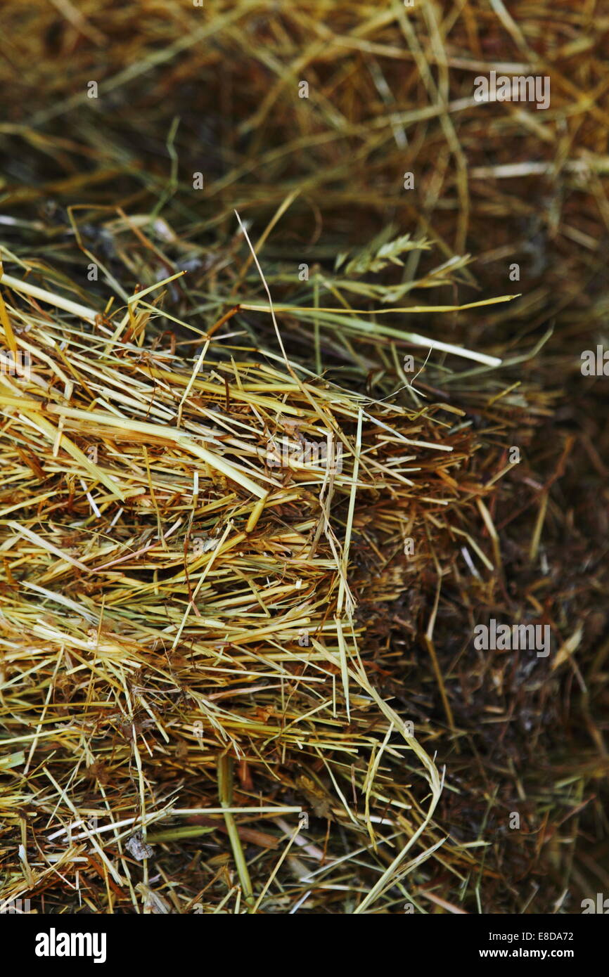Livestock bedding straw in bales ready for use at the Perth Royal Show