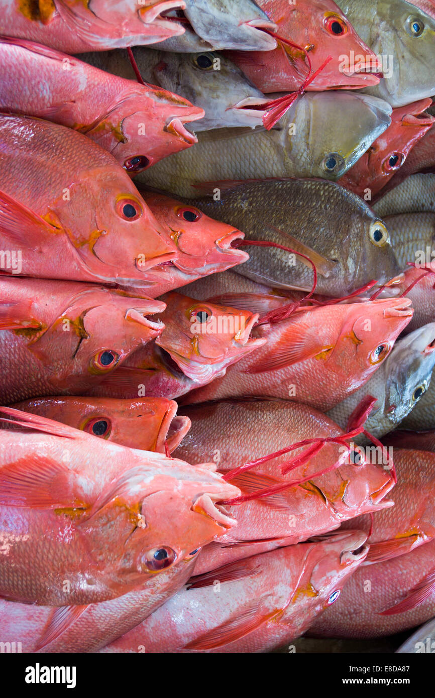 Fish at the fish market, Victoria, Mahe, Seychelles Stock Photo Alamy