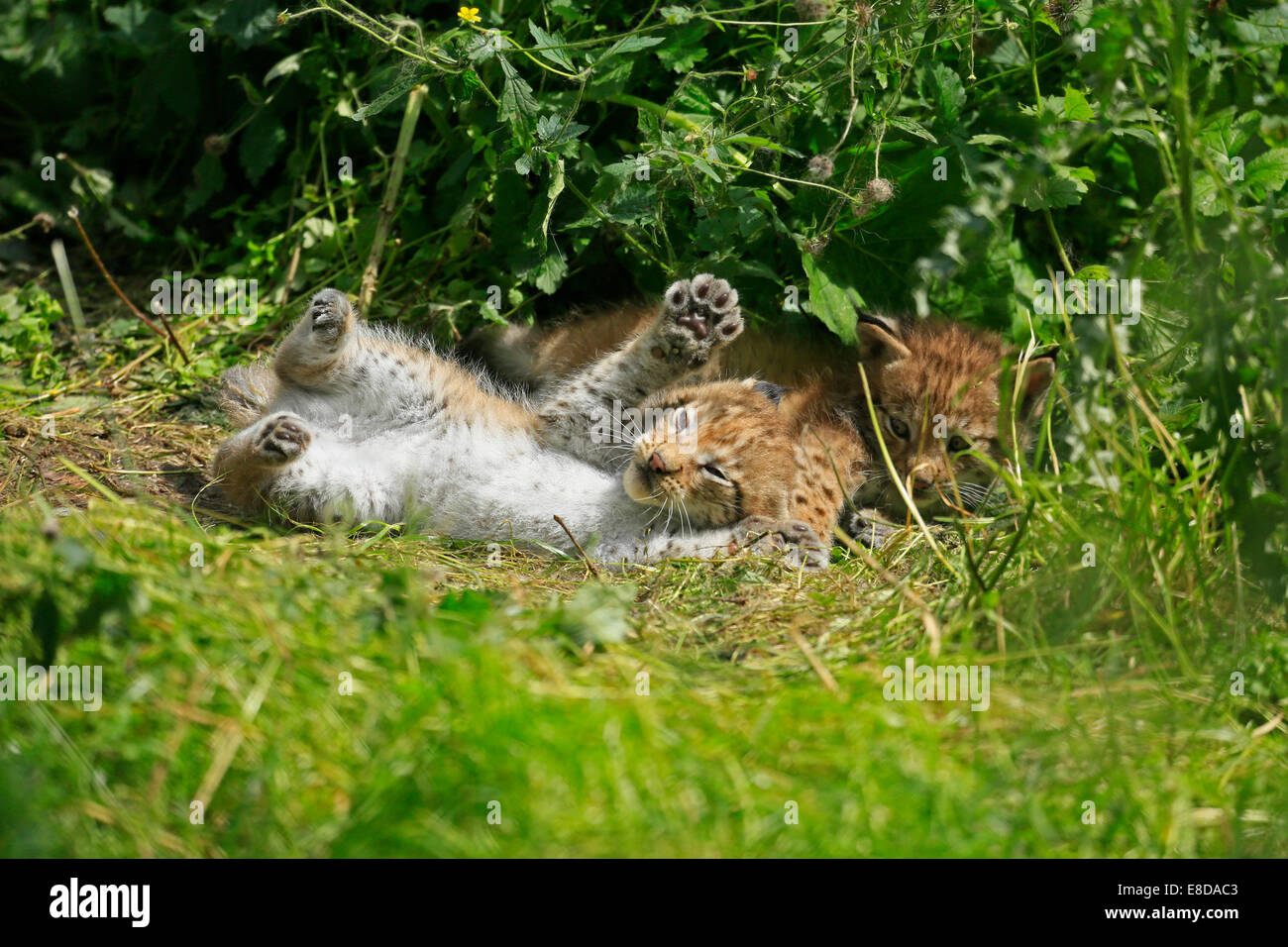 Playing young lynxes (Lynx), Haltern game park, Germany Stock Photo