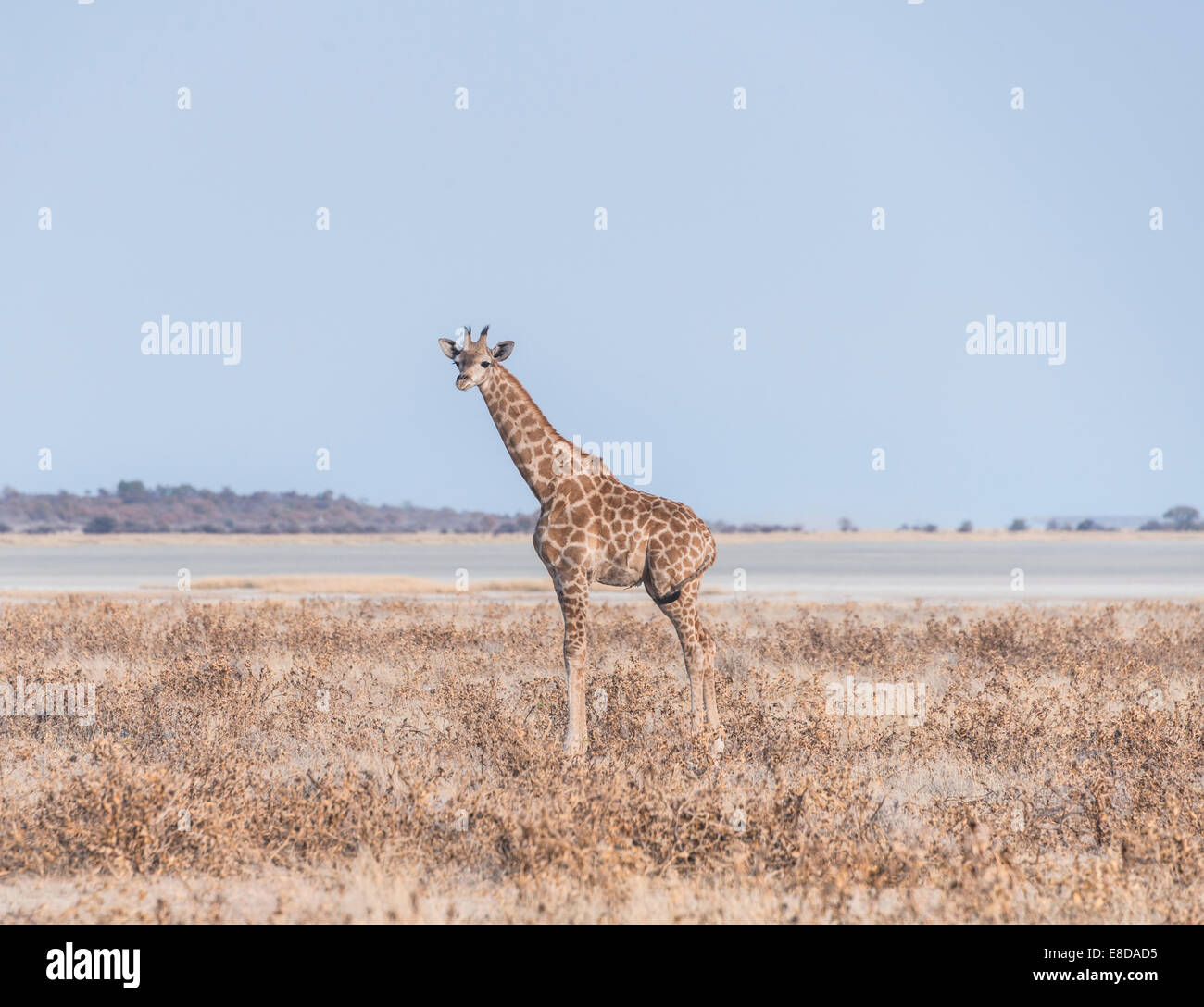 Young Giraffe (Giraffa camelopardis) in the dry grasslands, in the back the Etosha Pan, Etosha National Park, Namibia Stock Photo