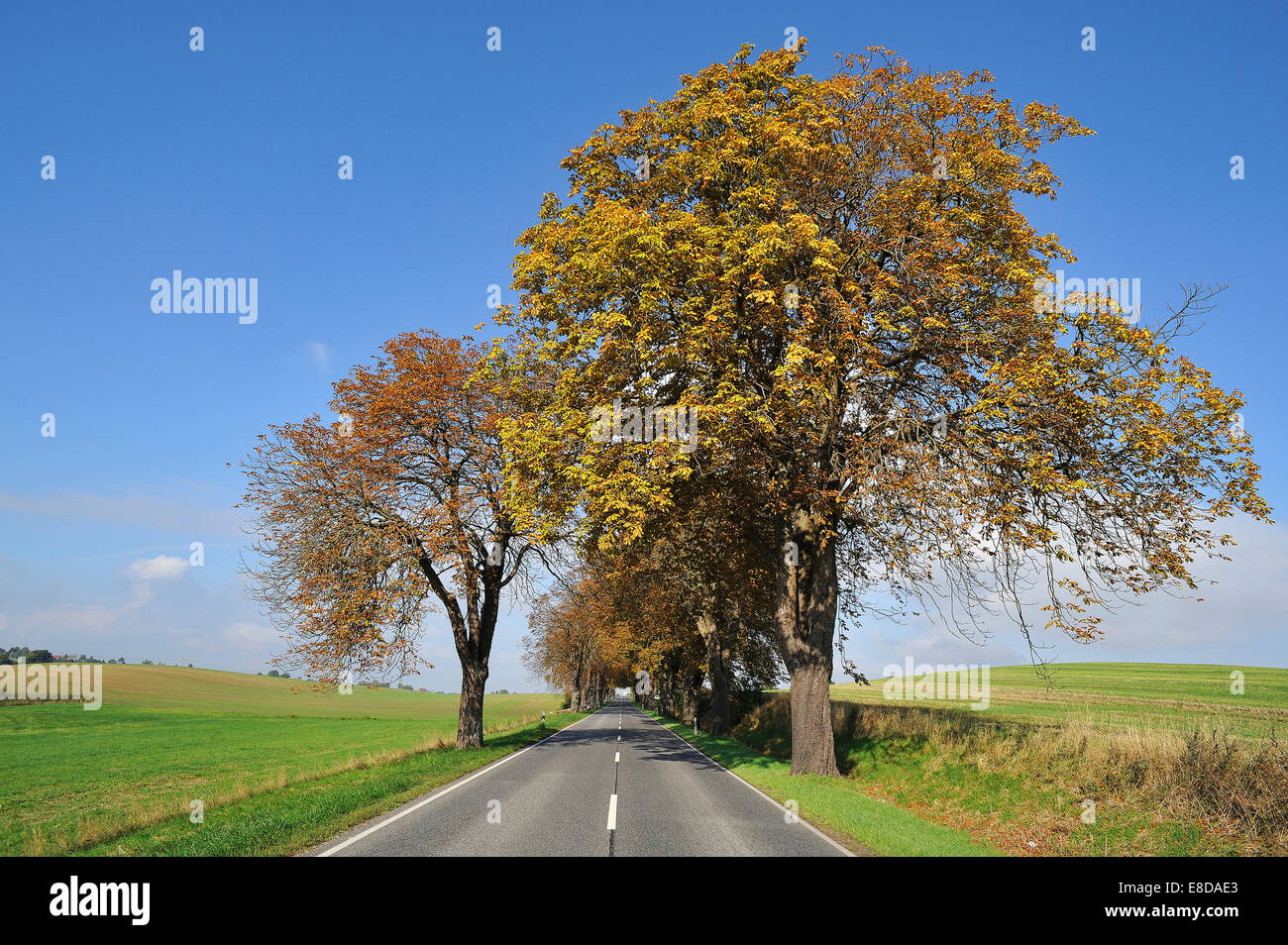 Country road with autumnal Horse-chestnut avenue (Aesculus hippocastanum), Rhena, Mecklenburg-Vorpommern, Germany Stock Photo