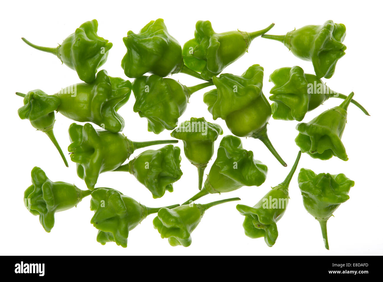 Bhut Jolokia chilies Stock Photo