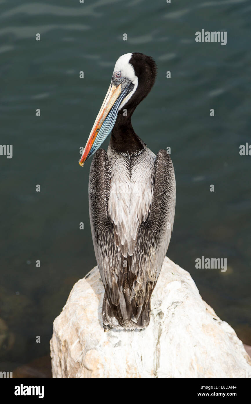 Peruvian Pelican (Pelecanus thagus), Arica, Pacific Coast, northern