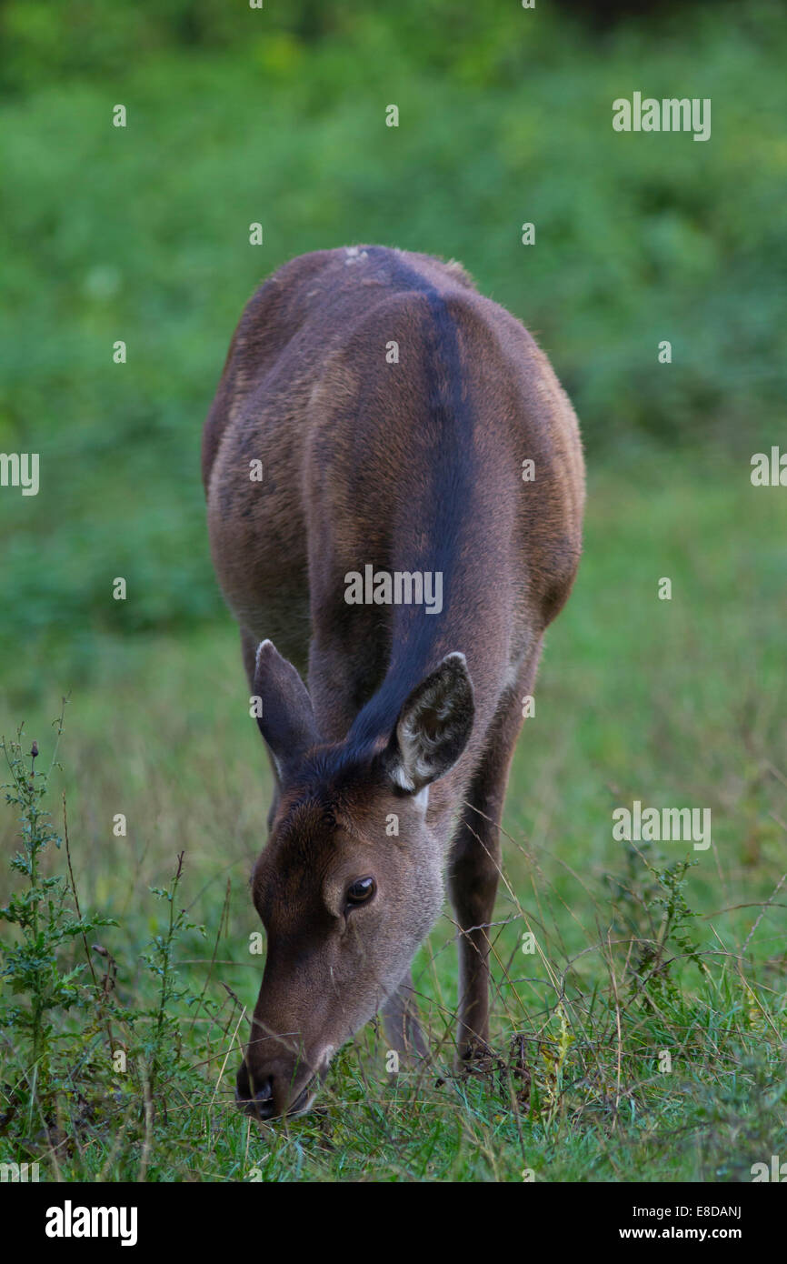 Reed deer (Cervus elaphus), feeding hind, Arnsberg Forest, North Rhine-Westphalia, Germany Stock Photo