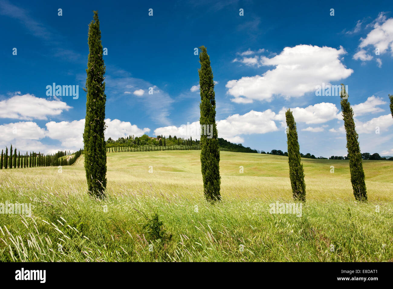 Farm with cypress trees, Siena Province, Tuscany, Italy Stock Photo
