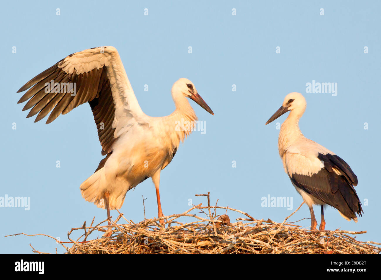 Young white storks (Ciconia ciconia), flying attempts at the nest, Hesse, Germany Stock Photo