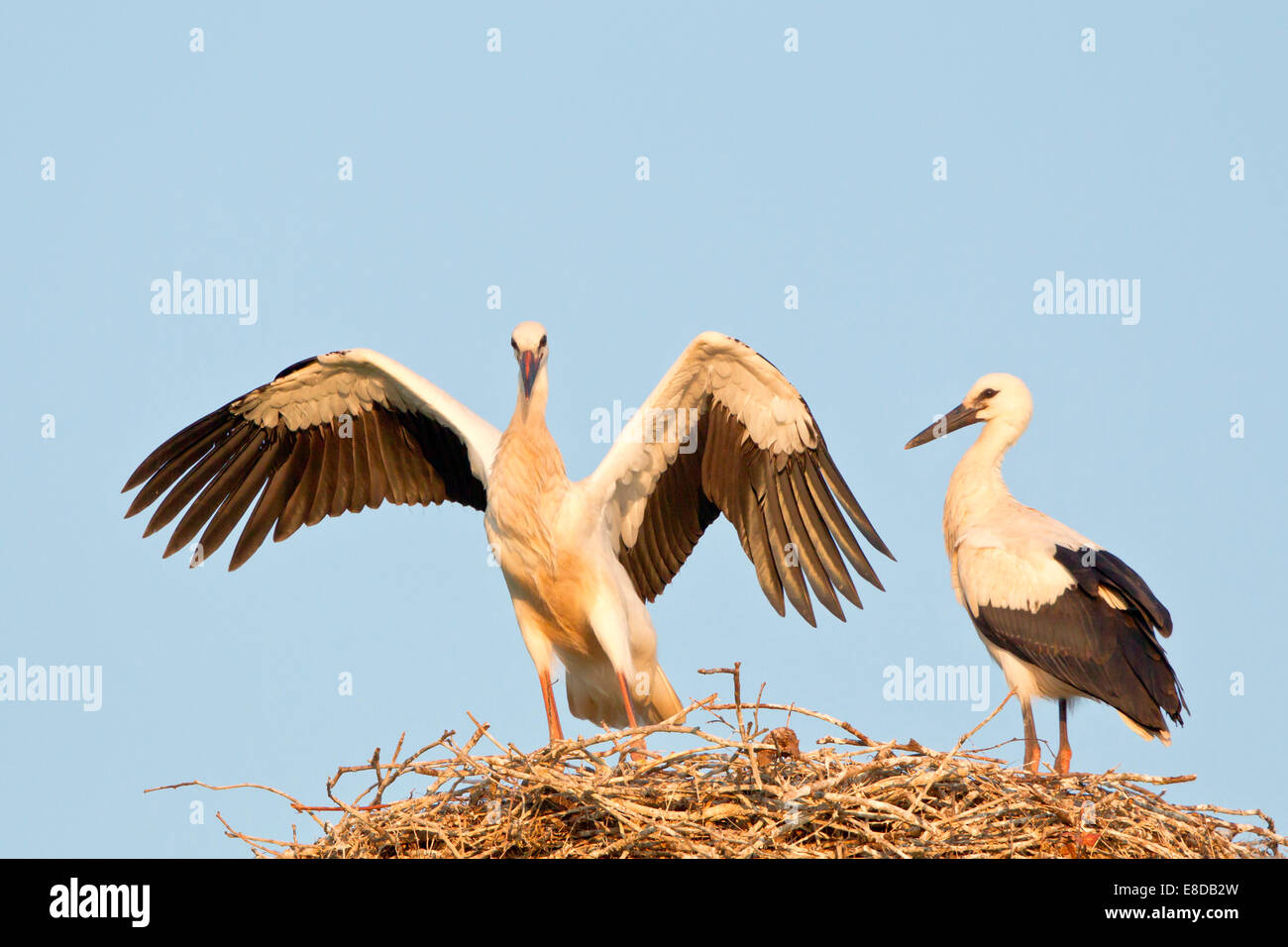 Young white storks (Ciconia ciconia), flying attempts at the nest, Hesse, Germany Stock Photo