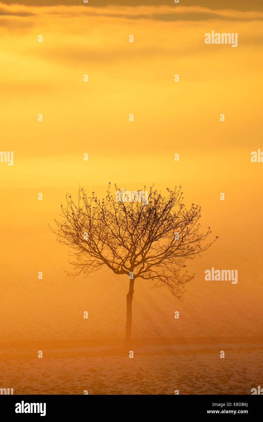 Apple tree in the fog, in the light of the setting sun, Canton Aargau, Switzerland Stock Photo