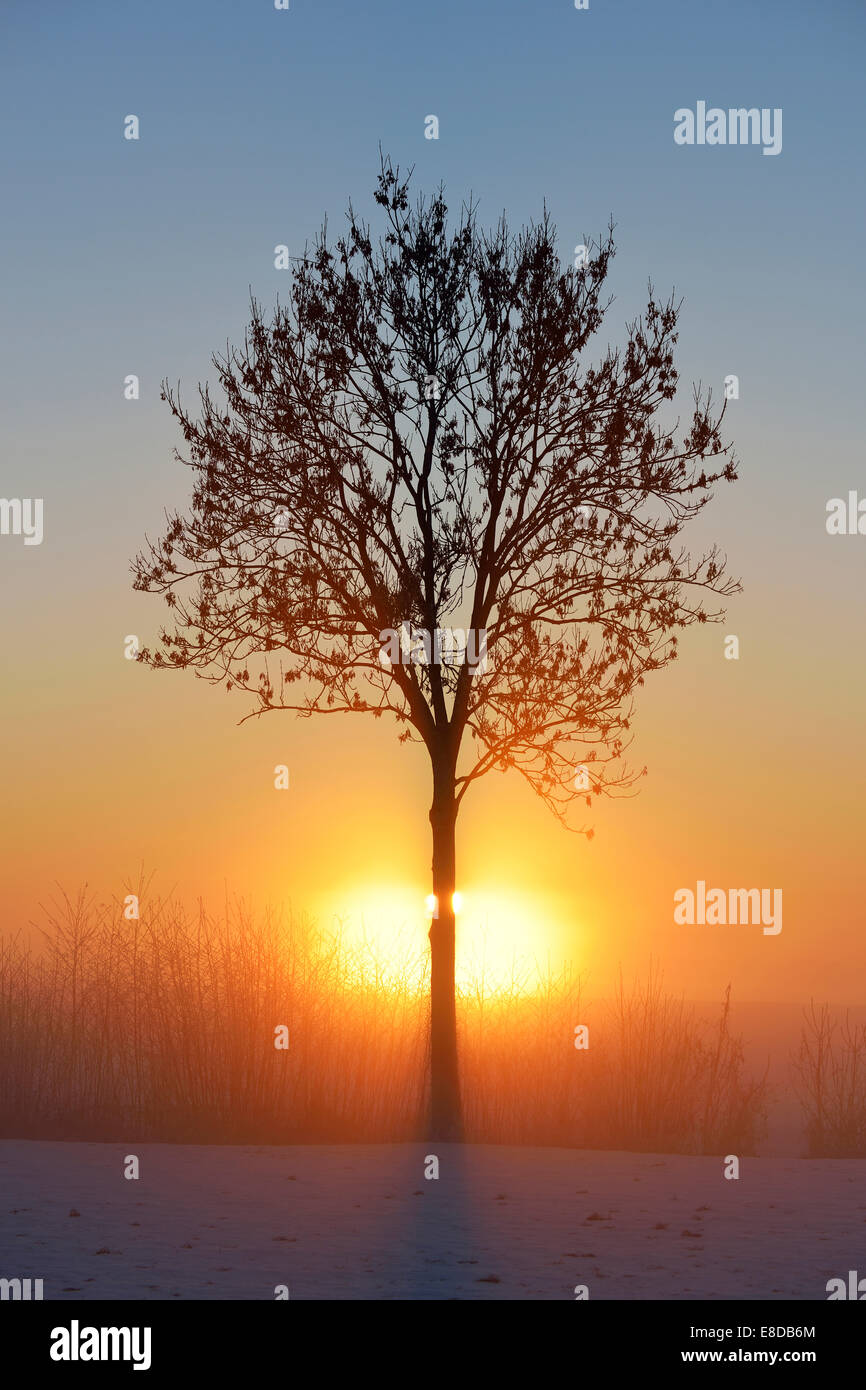 European Ash (Fraxinus excelsior), in the fog, in the light of the setting sun, Canton Aargau, Switzerland Stock Photo