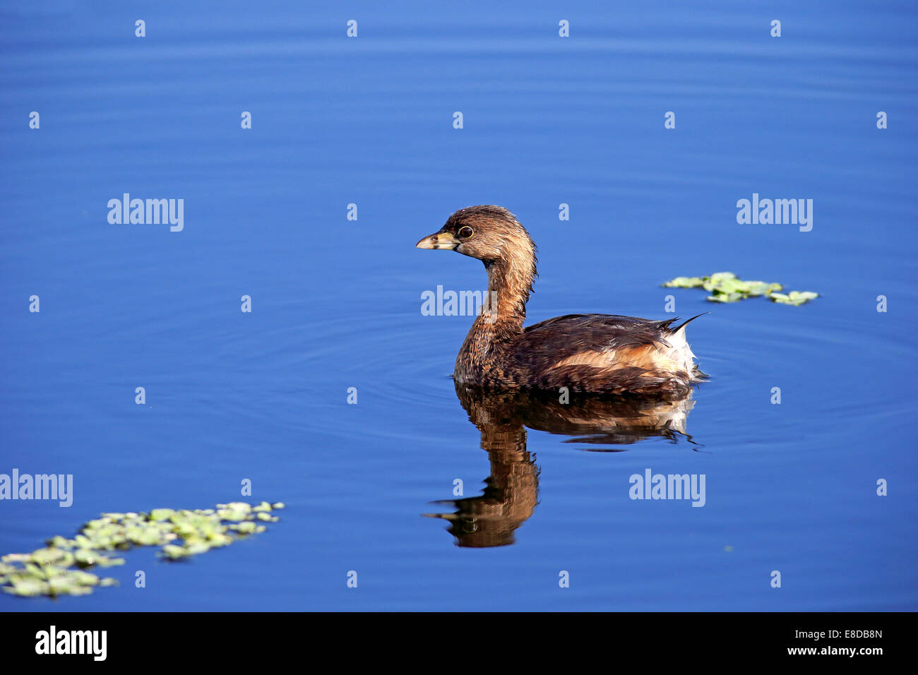 Grebe, (Podilymbus podiceps), Viera Wetlands, Brevard County, Florida, USA Stock Photo