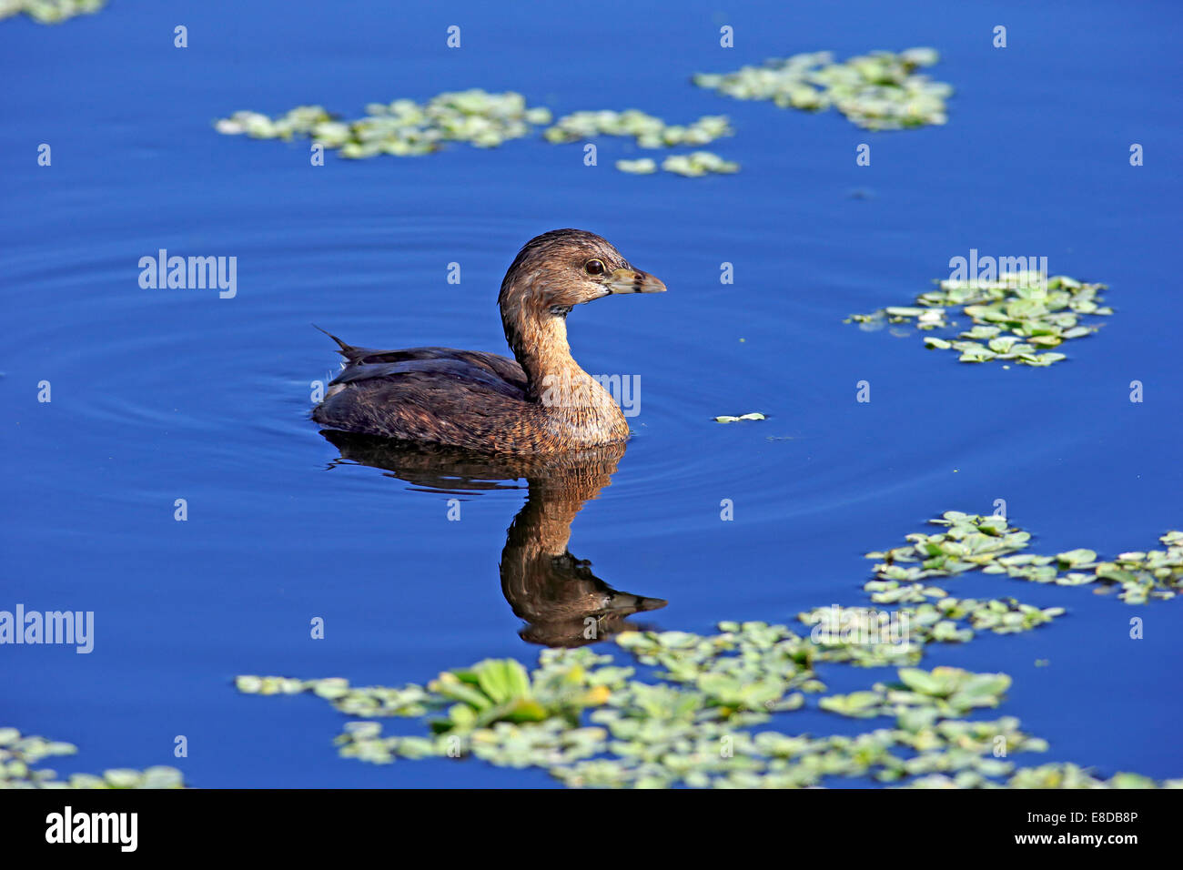 Grebe, (Podilymbus podiceps), Viera Wetlands, Brevard County, Florida, USA Stock Photo