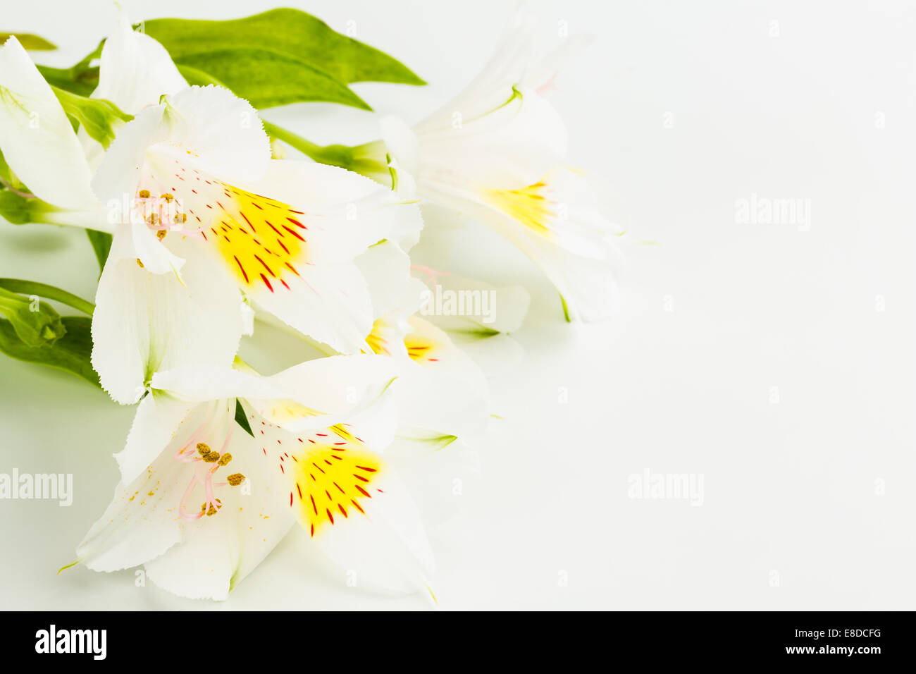 wonderfull lily on white background Stock Photo