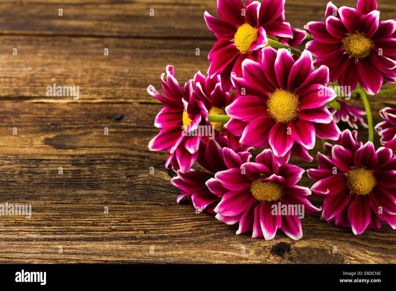 red chrysanthemum on black background background Stock Photo - Alamy