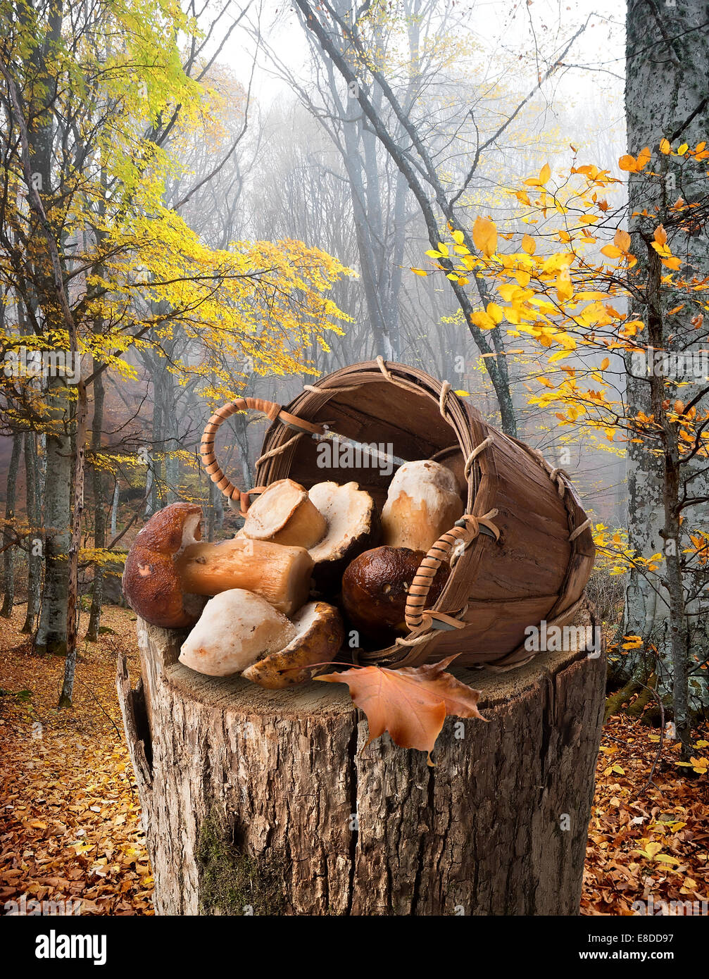 Mushrooms in a basket on stump in autumn forest Stock Photo