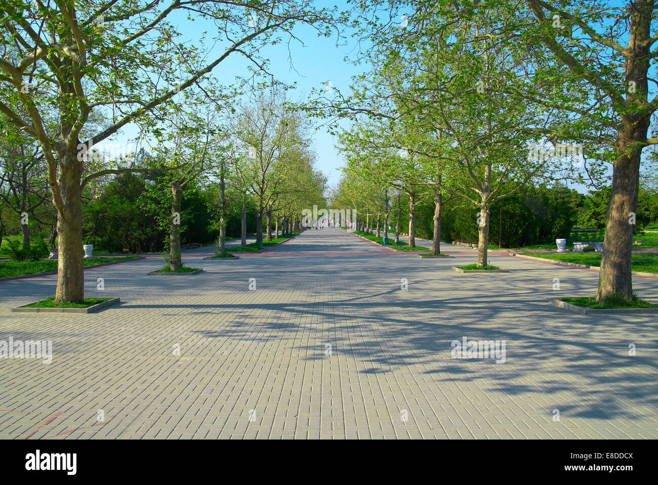 Alley in the green sunny park with grass and trees Stock Photo - Alamy