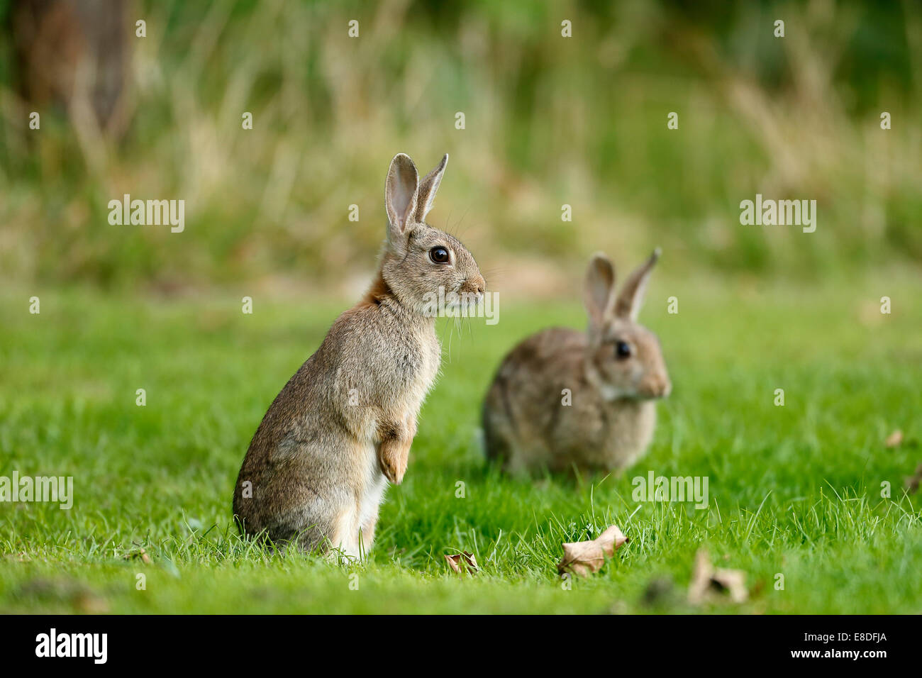 Rabbit, Oryctolagus cuniculus, two mammals on grass, Warwickshire, September 2014 Stock Photo