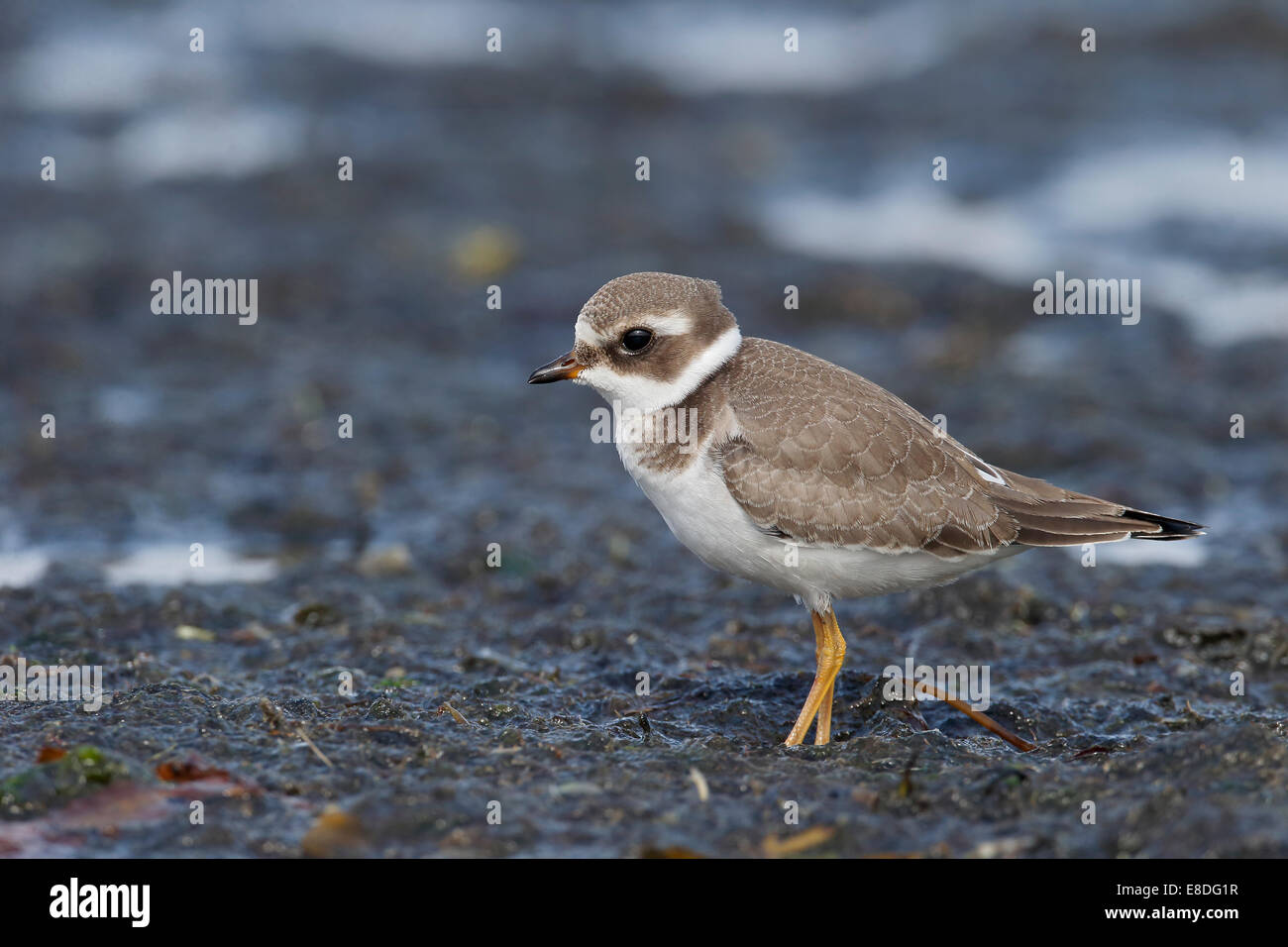 Ringed plover, Charadrius hiaticula, young bird on muddy estuary, North Wales, September 2014 Stock Photo