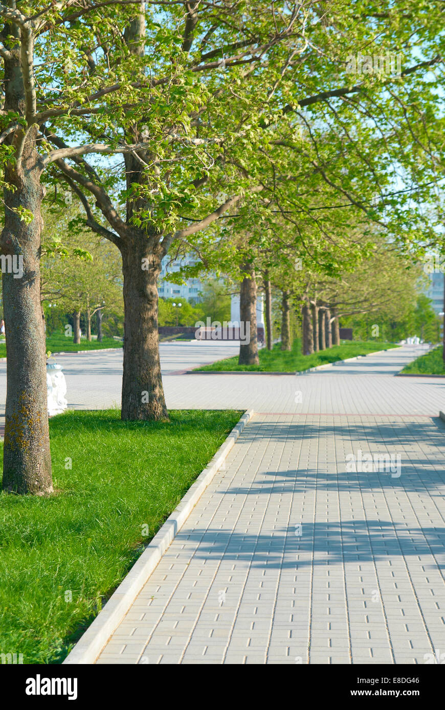 Alley in the green park with grass and trees Stock Photo - Alamy