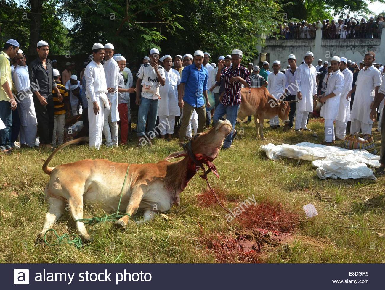 Dimapur, India. 6th October, 2014. Indian Muslim slaughter 