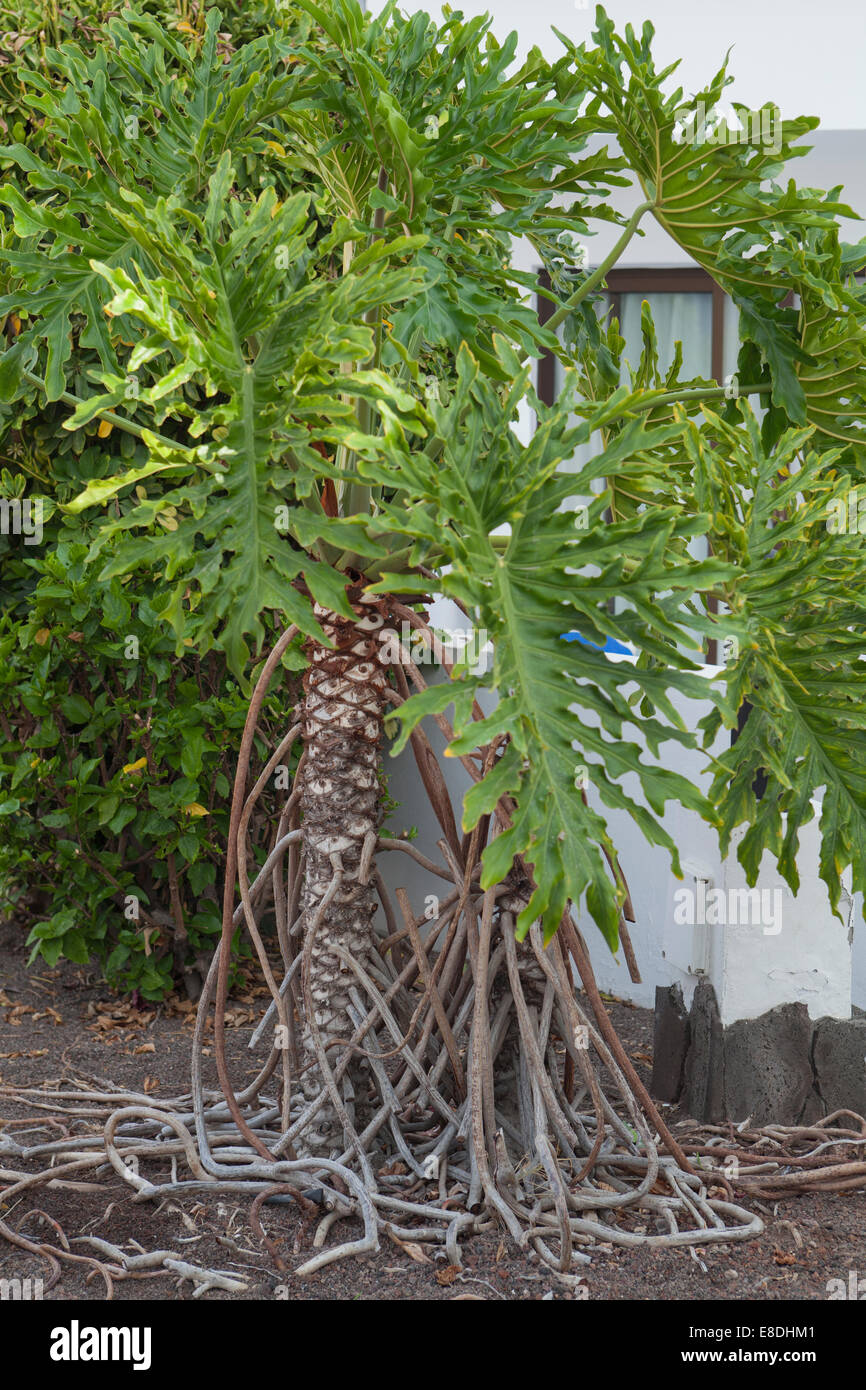 Palm tree with roots hi-res stock photography and images - Alamy