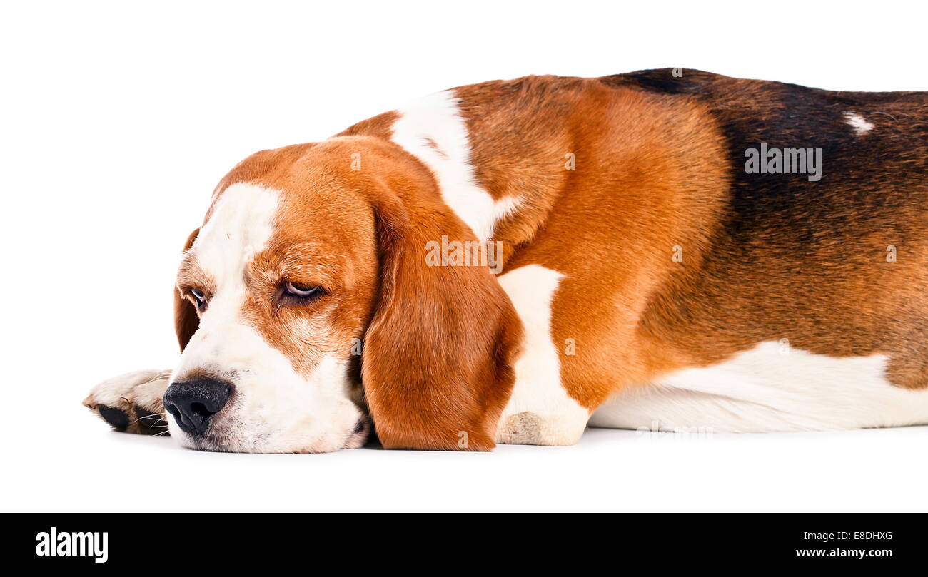 cute beagle isolated on a white background Stock Photo - Alamy