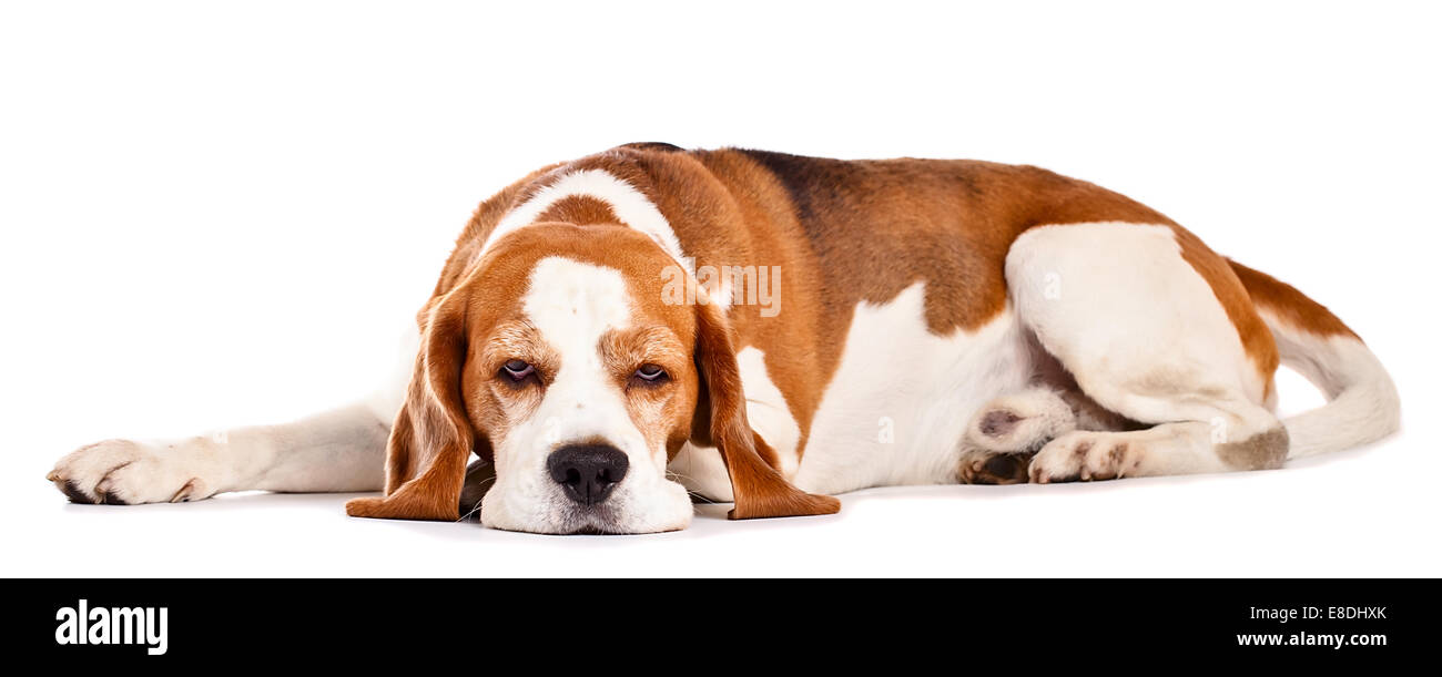 cute beagle isolated on a white background Stock Photo - Alamy