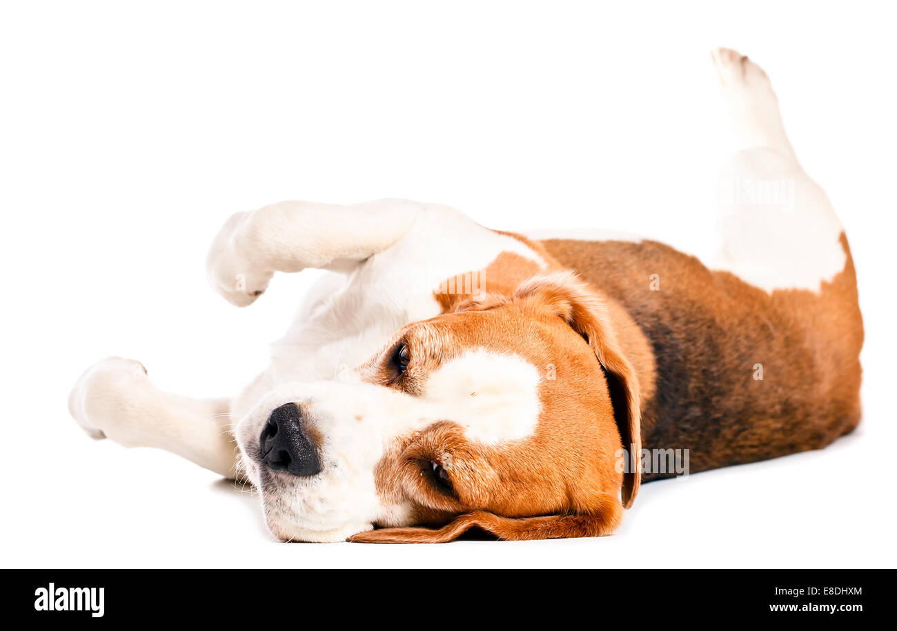 cute beagle isolated on a white background Stock Photo - Alamy