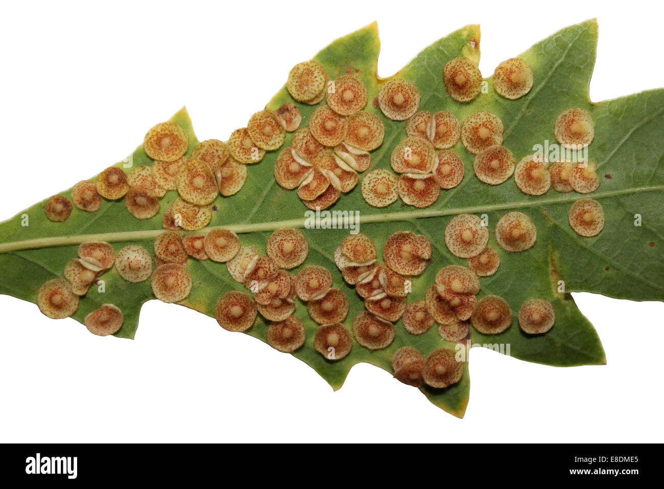 Common Spangle Gall Neuroterus quercusbaccarum on the leaves of a  Red Oak Quercus rubra. Stock Photo