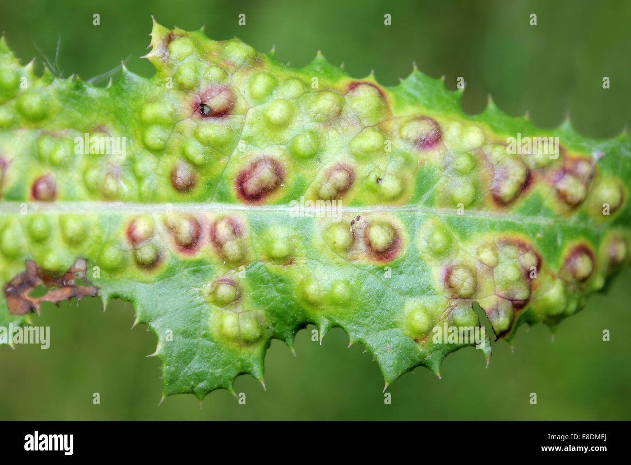 Galls on the leaves of Perennial Sow-thistle Sonchus arvensis caused by the Midge Cystophora sonchi Stock Photo