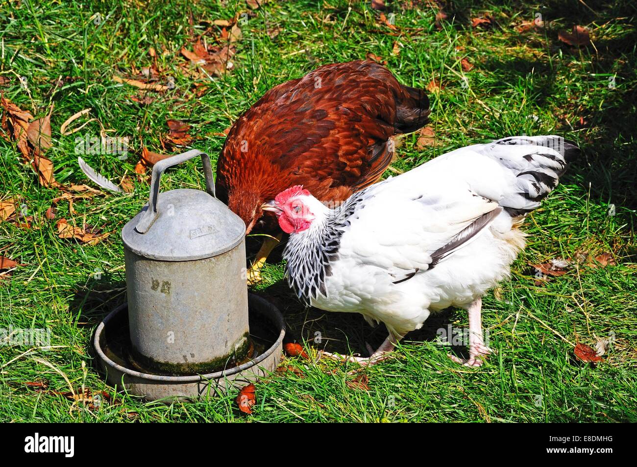 Two free range Light Sussex Bantams drinking water from a tin container