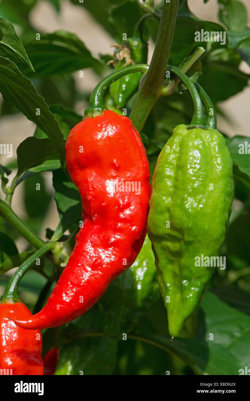 Bhut Jolokia chillies (Capsicum chinense / frutescens) growing. UK, 2014. Stock Photo