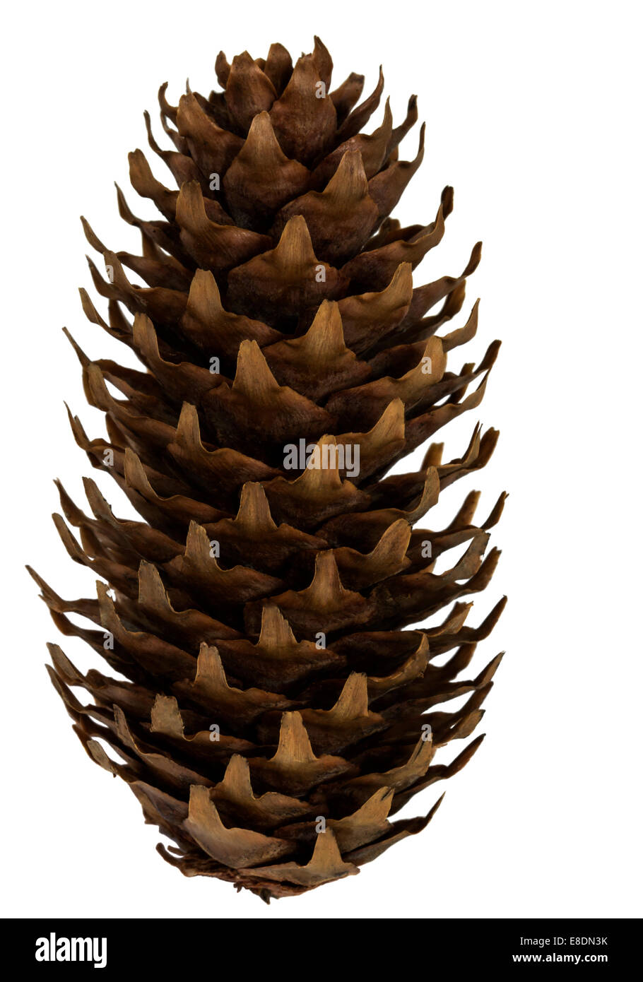 Brown pine cone isolated on white background Stock Photo - Alamy