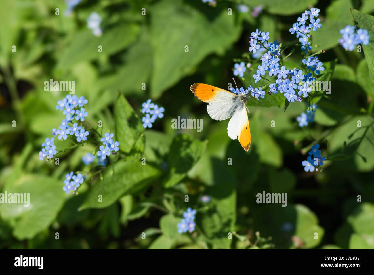 Hebomoia glaucippe pieridae butterfly and blue flowers against green grass Stock Photo