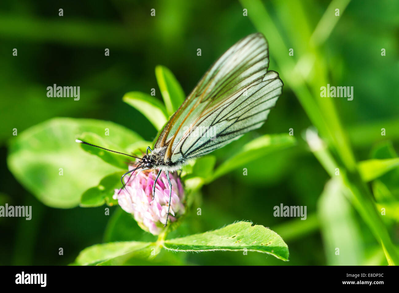Macro view of a pieris brassicae cabbage butterfly, eating nectar on a