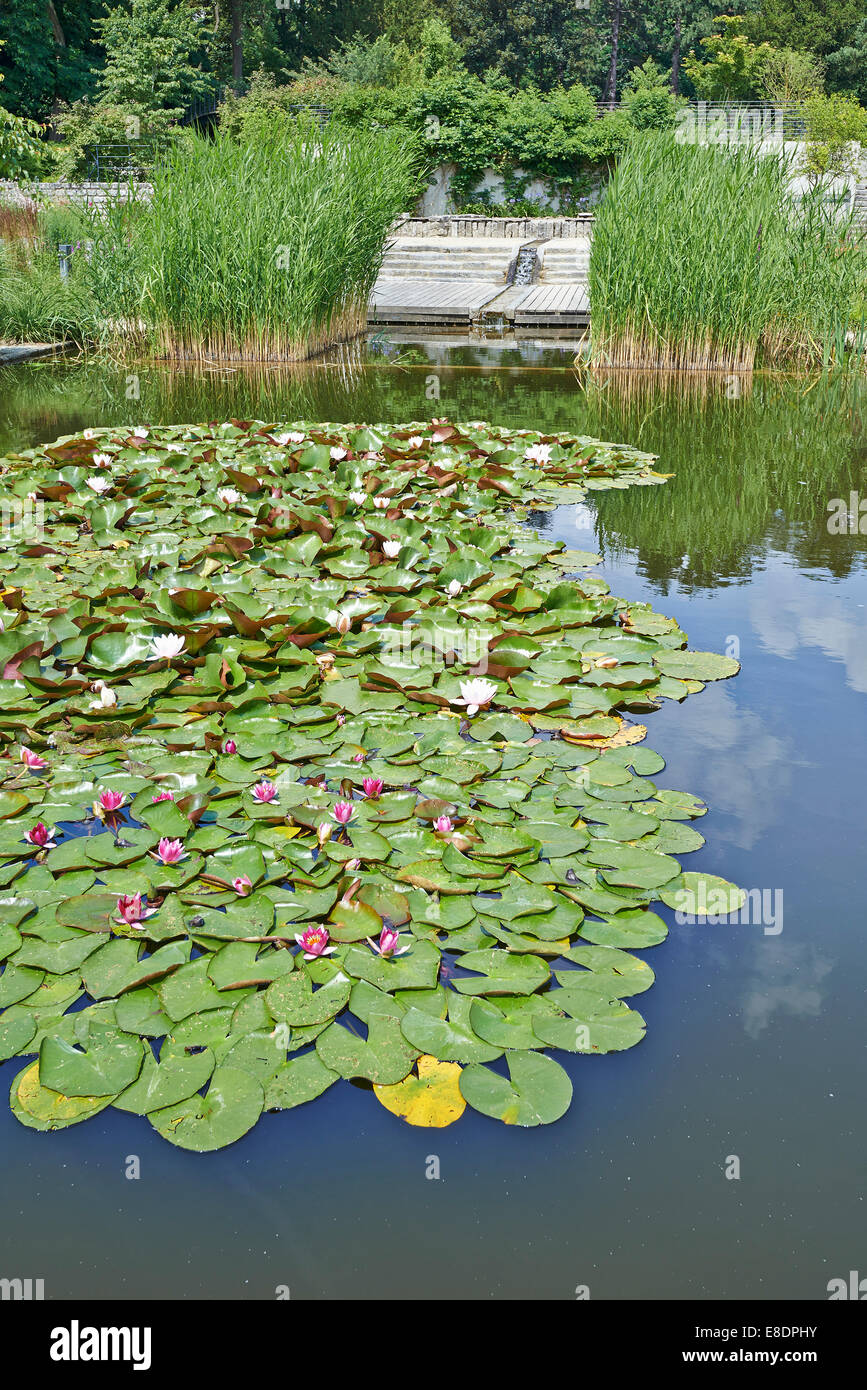 water lily on pond Stock Photo - Alamy