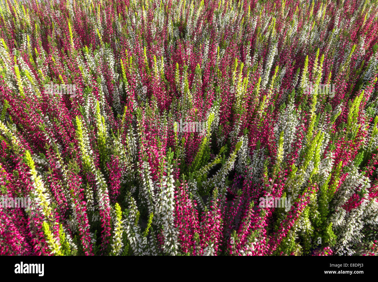 Colorful bud heather - Calluna vulgaris Stock Photo
