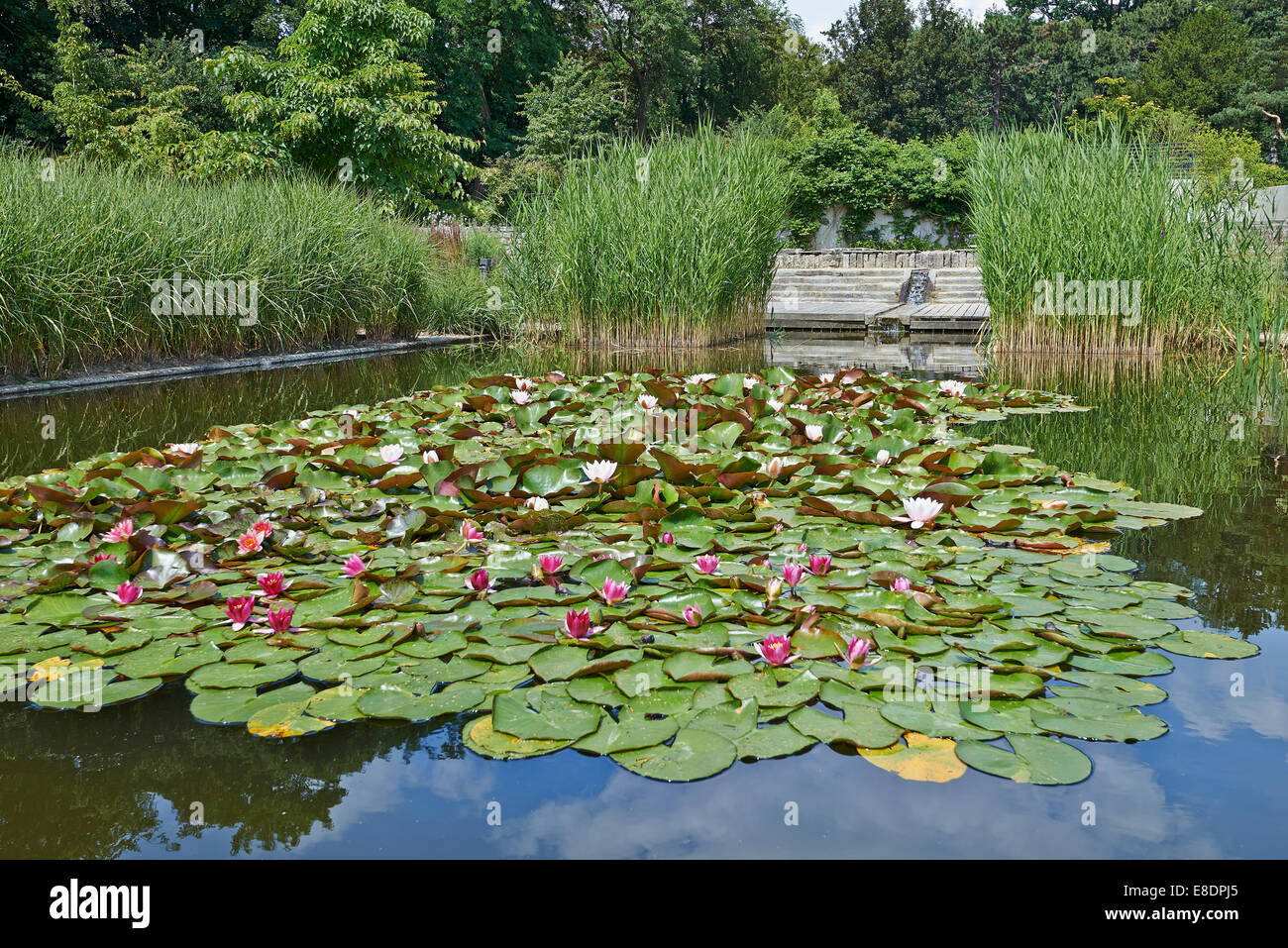 Water lillies floating in a pond Stock Photo