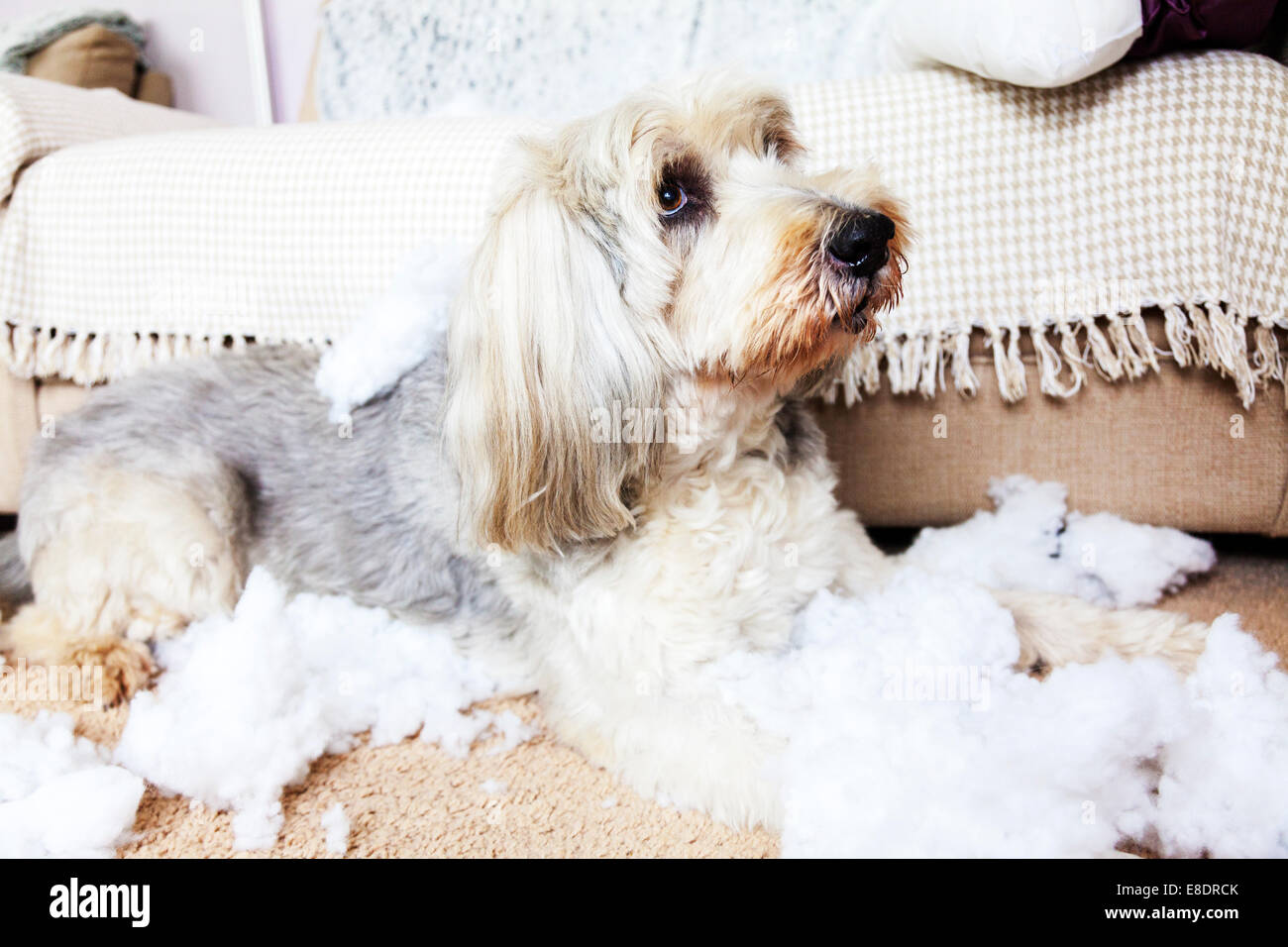 destructive pet dog shredded pillow looking proud guilty innocent
