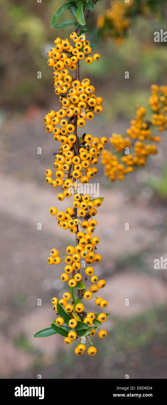 Pyracantha coccinea. Firethorn Golden Charmer shrub with berries in autumn Stock Photo