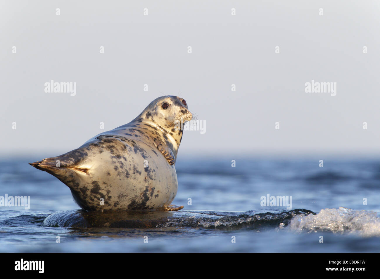 Grey Seal (Halichoerus grypus) resting on rock, Baltic sea. Stock Photo