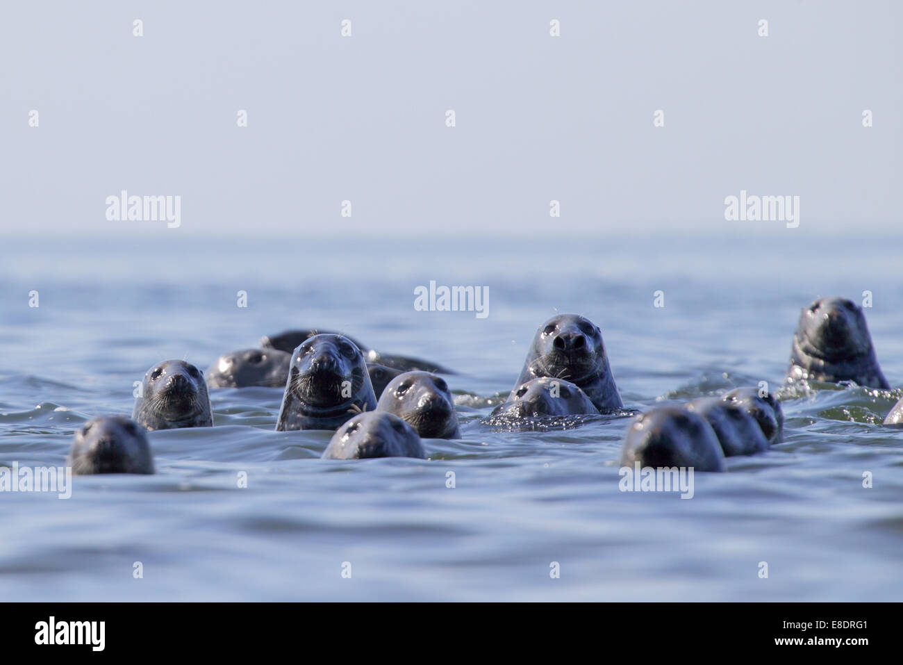 Flock of Grey Seals (Halichoerus grypus). Baltic Sea. Europe, Estonia Stock Photo